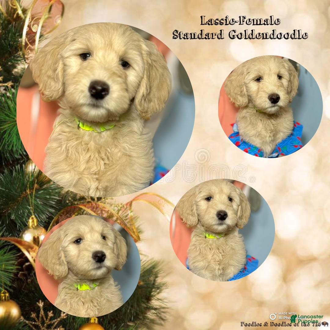 Goldendoodle dogs for sale: Lily - Ad 9