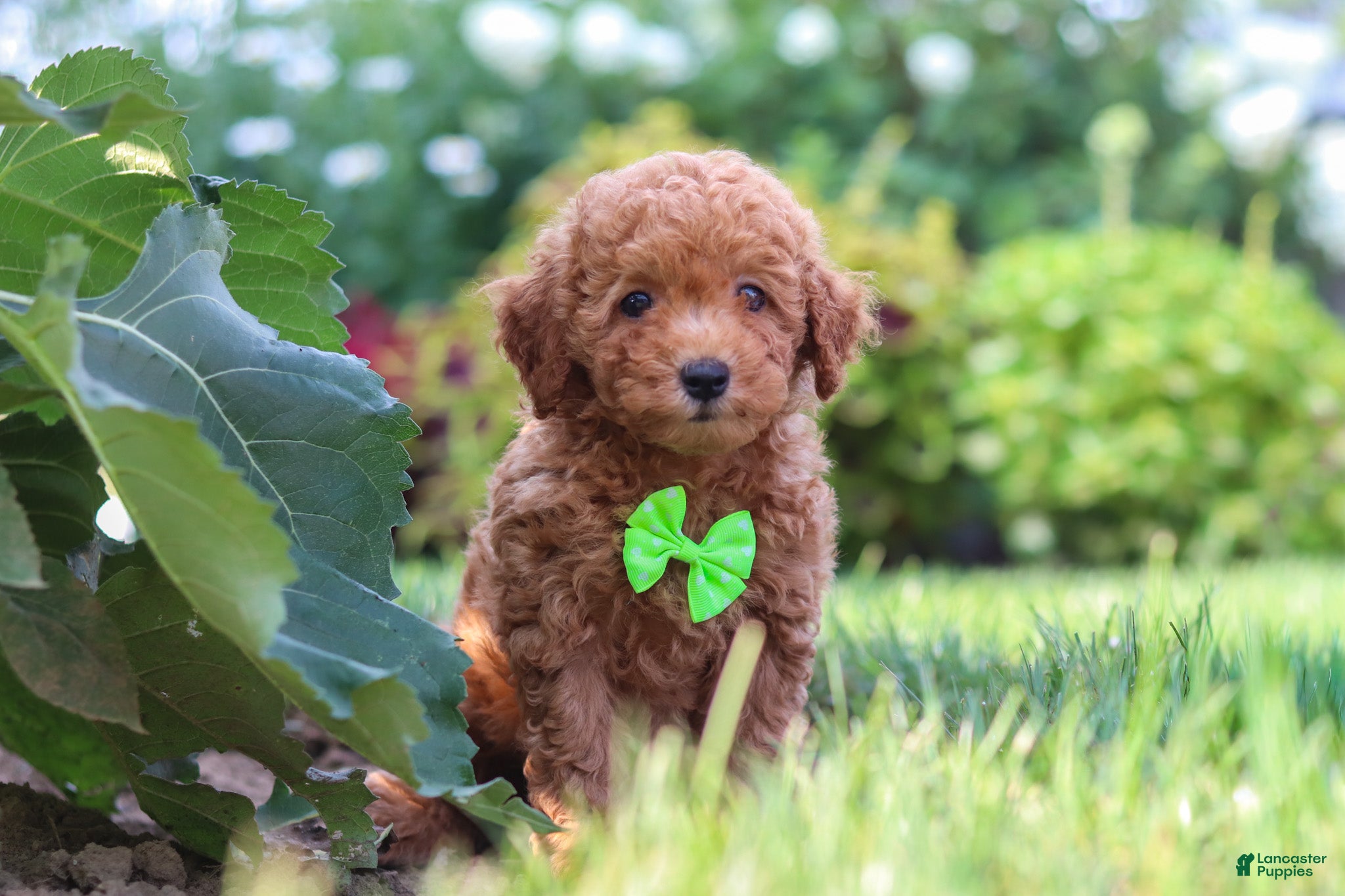 Miniature Poodle dogs Leo - Ad 2