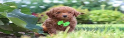 Miniature Poodle dogs for sale: Leo - Ad 2