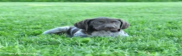 German Shorthaired Pointer dogs for sale: Goose - Ad 5