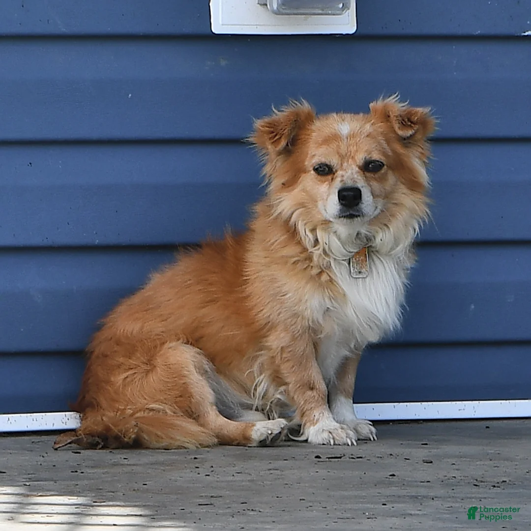 Chiweenie dogs for sale: Tom  - Ad 5