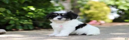 Cavachon dogs for sale: Dory - Ad 5