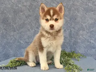 Pomsky dogs Ace - Ad 7