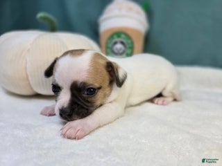 Chihuahua dogs Doodle - Ad 2