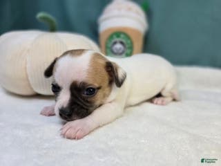 Chihuahua dogs Doodle - Ad 24