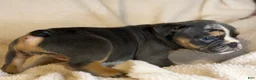 English Bulldog dogs for sale: Versace - Ad 80