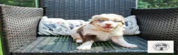 Miniature Australian Shepherd dogs for sale: Eleanor Roosevelt - Ad 6