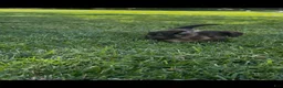 Miniature Dachshund dogs for sale: Teddy - Ad 3