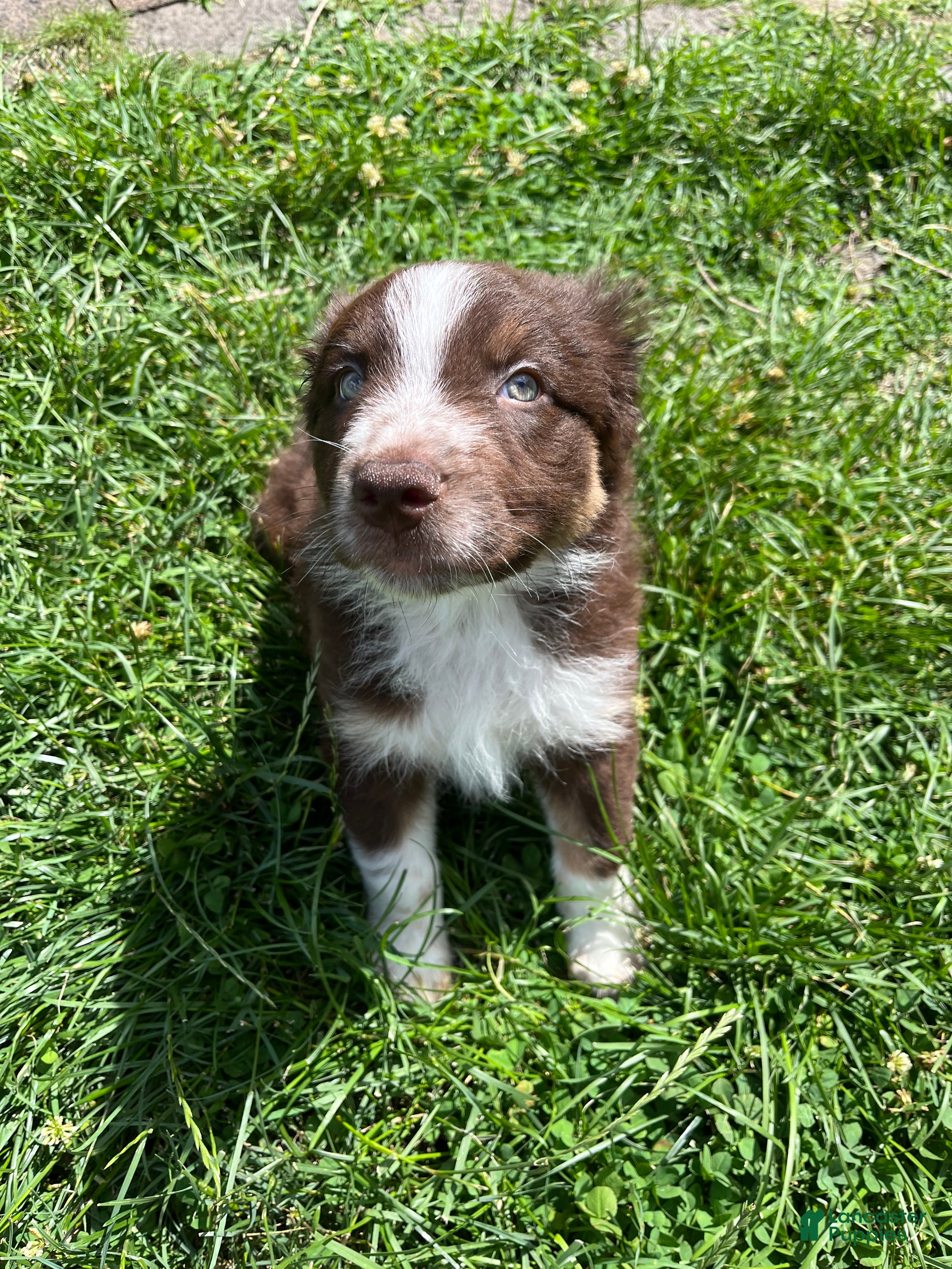 Australian Shepherd dogs Fern - Ad 41