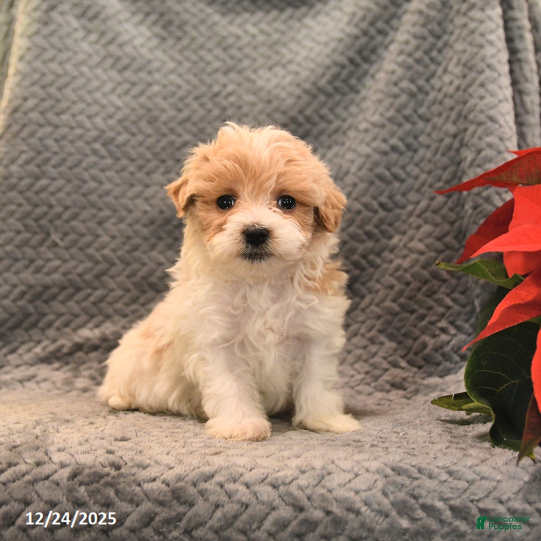 Maltipoo dogs for sale: Peanut  - Ad 2