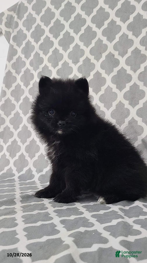 Pomeranian dogs for sale: Karl - Ad 2