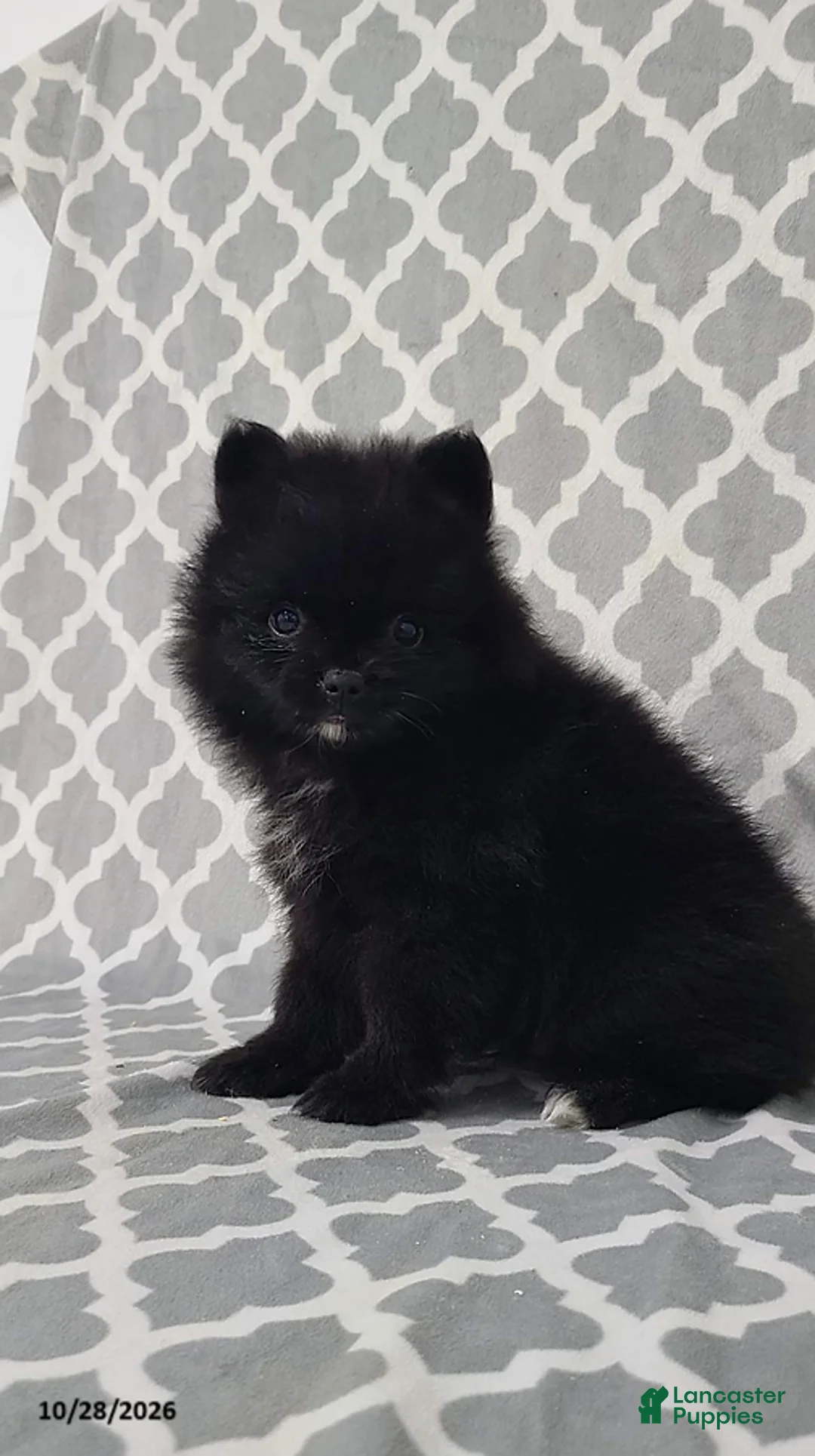 Pomeranian dogs for sale: Karl - Ad 2