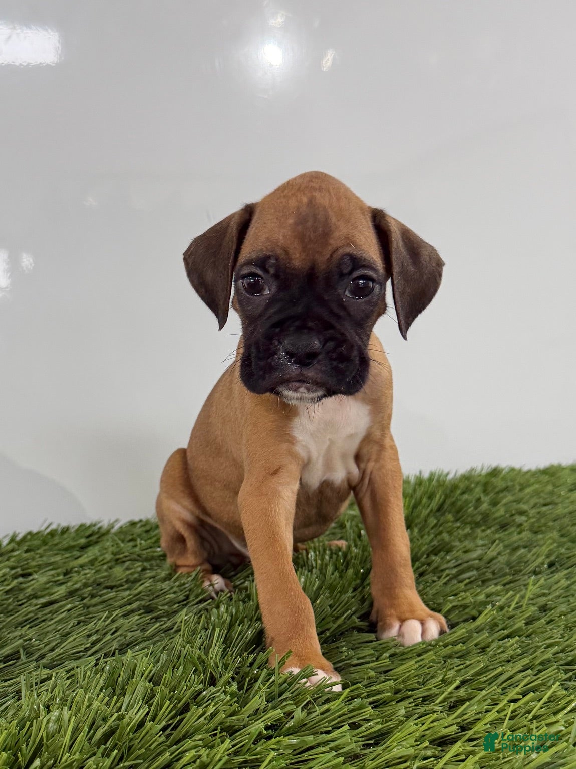 Boxer dogs Mac - Ad 1