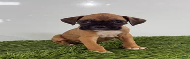 Mac