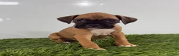 Boxer dogs for sale: Mac - Ad 1