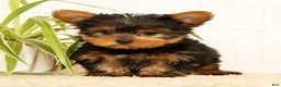 Yorkshire Terrier dogs for sale: Spencer - Ad 2