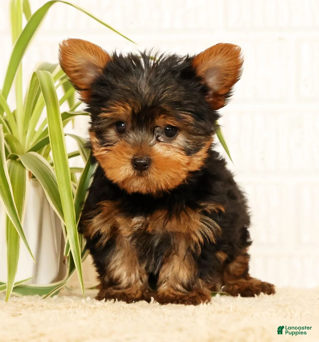Yorkshire Terrier dogs for sale: Spencer - Ad 2