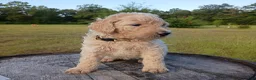 Goldendoodle dogs for sale: Nilla  - Ad 3