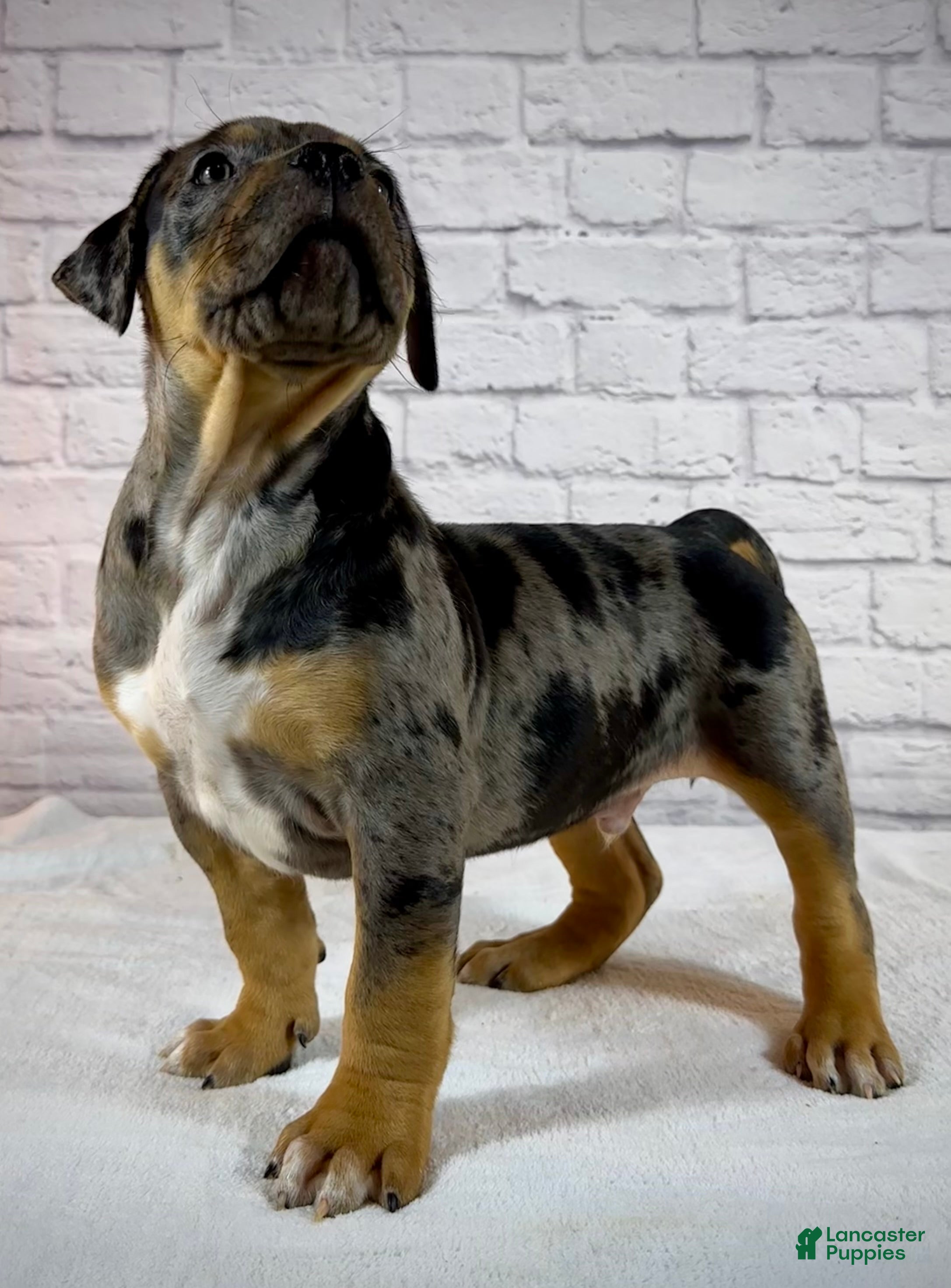 American Bully dogs XL American Bully Puppy Male  - Ad 1