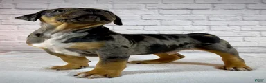 XL American Bully Puppy Male 