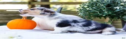 Mixed Breed dogs for sale: Rocky - Ad 3