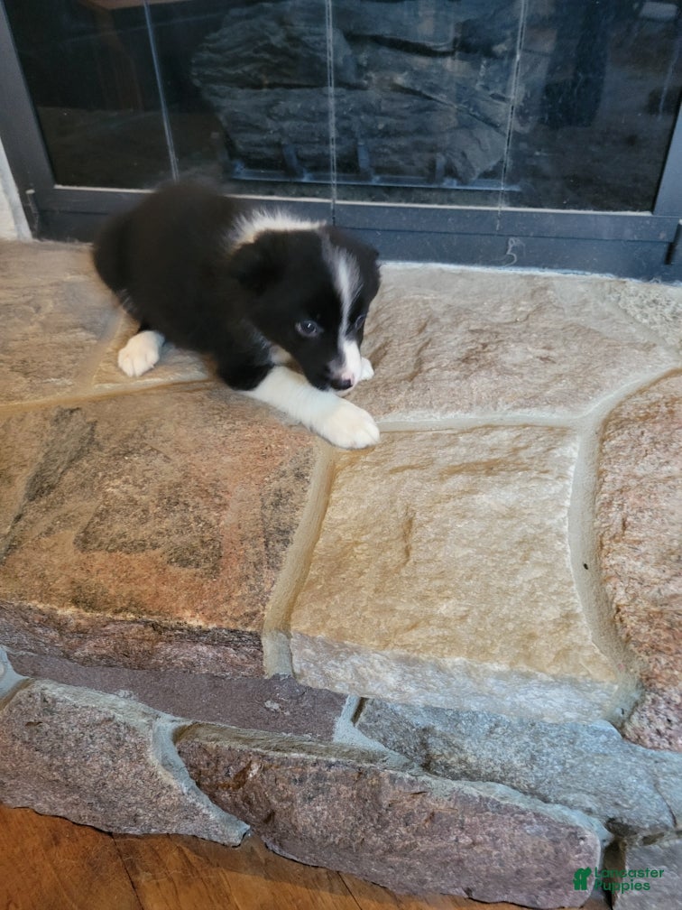 Border Collie dogs Jesse  - Ad 2