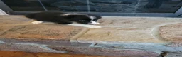 Border Collie dogs for sale: Jesse  - Ad 2