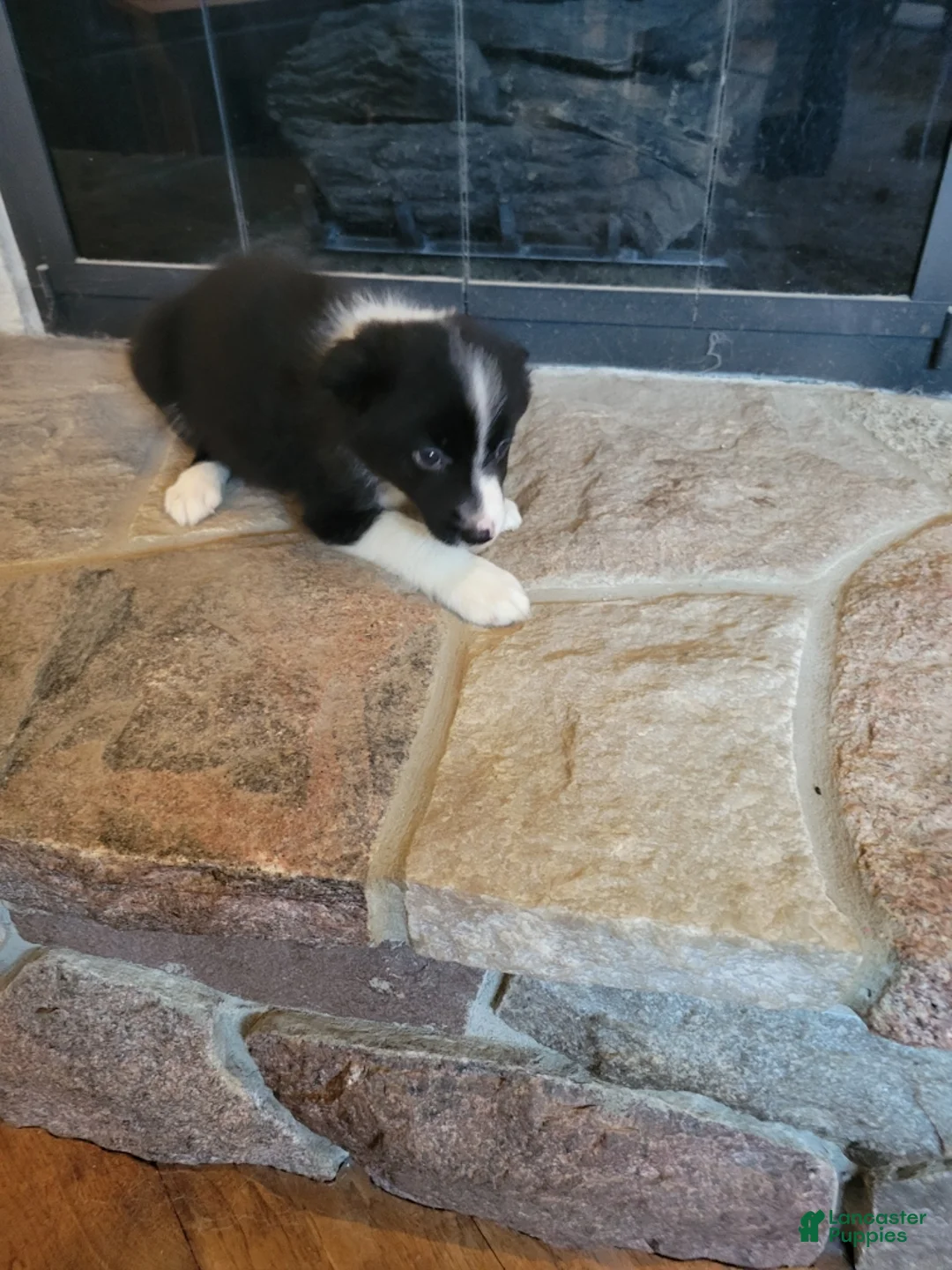 Border Collie dogs for sale: Jesse  - Ad 2