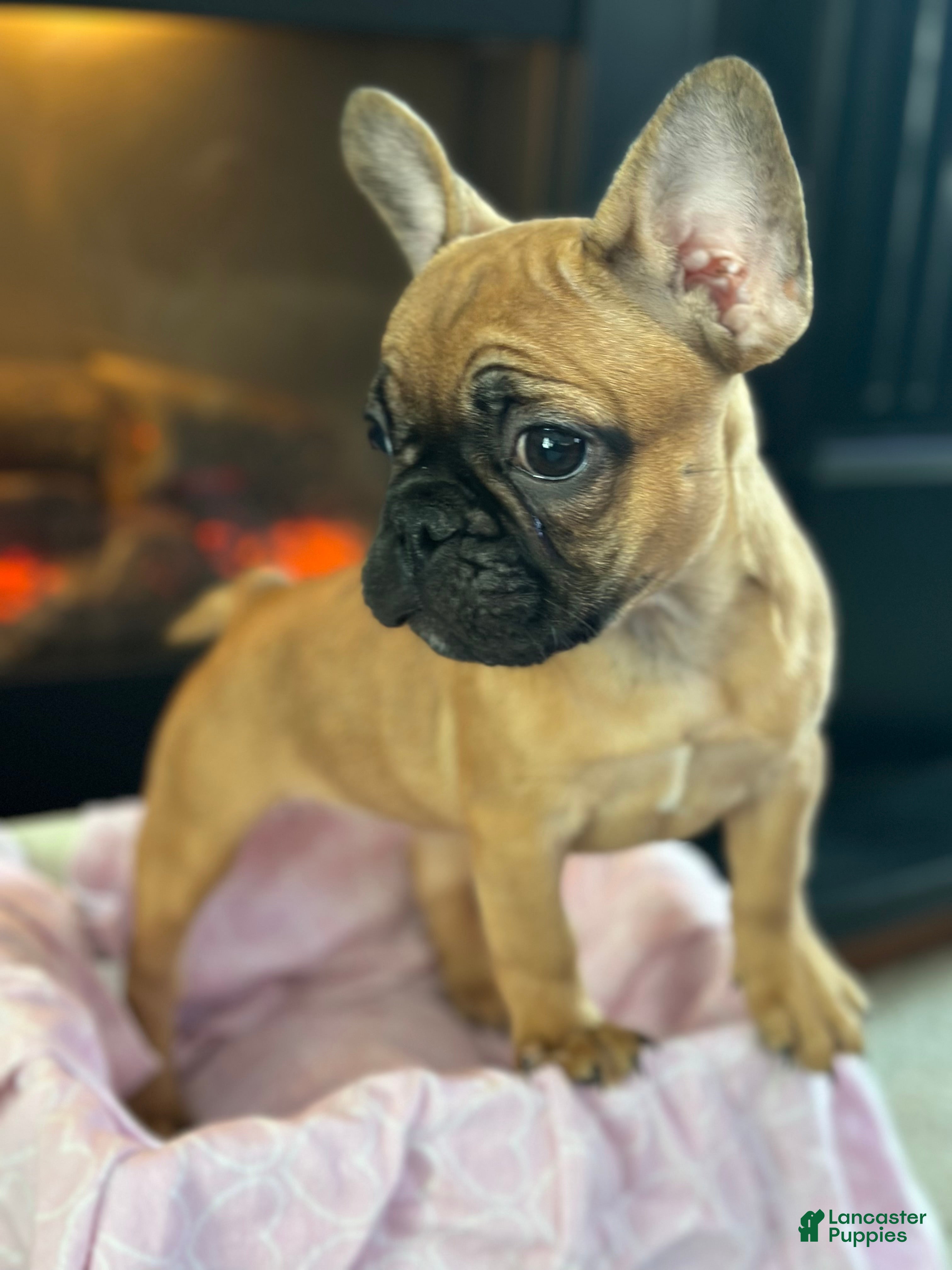 French Bulldog dogs French Bulldog Puppy 2 - Ad 1