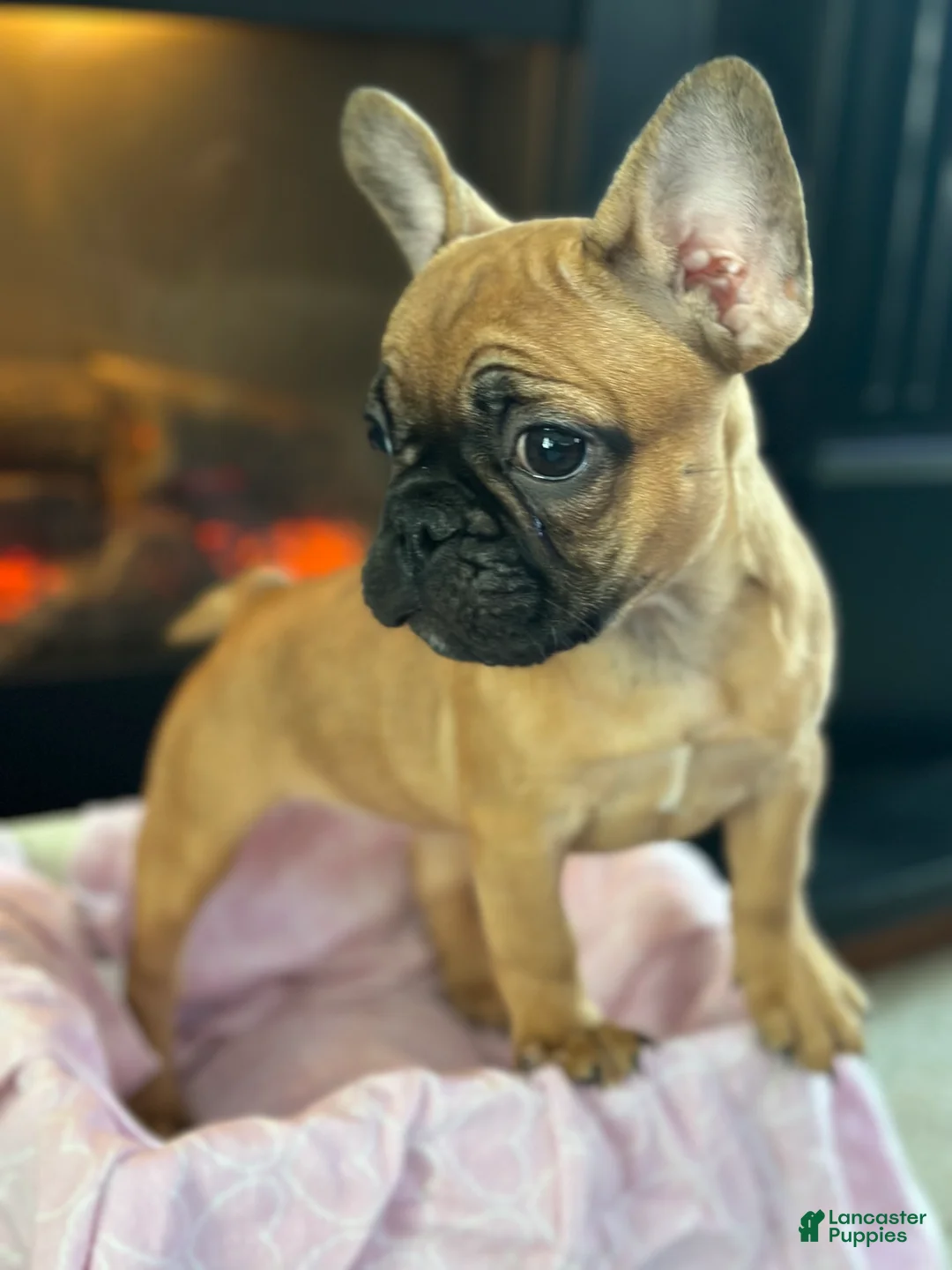 French Bulldog dogs for sale: French Bulldog Puppy 2 - Ad 1