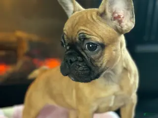French Bulldog dogs for sale: French Bulldog Puppy 2 - Ad 2