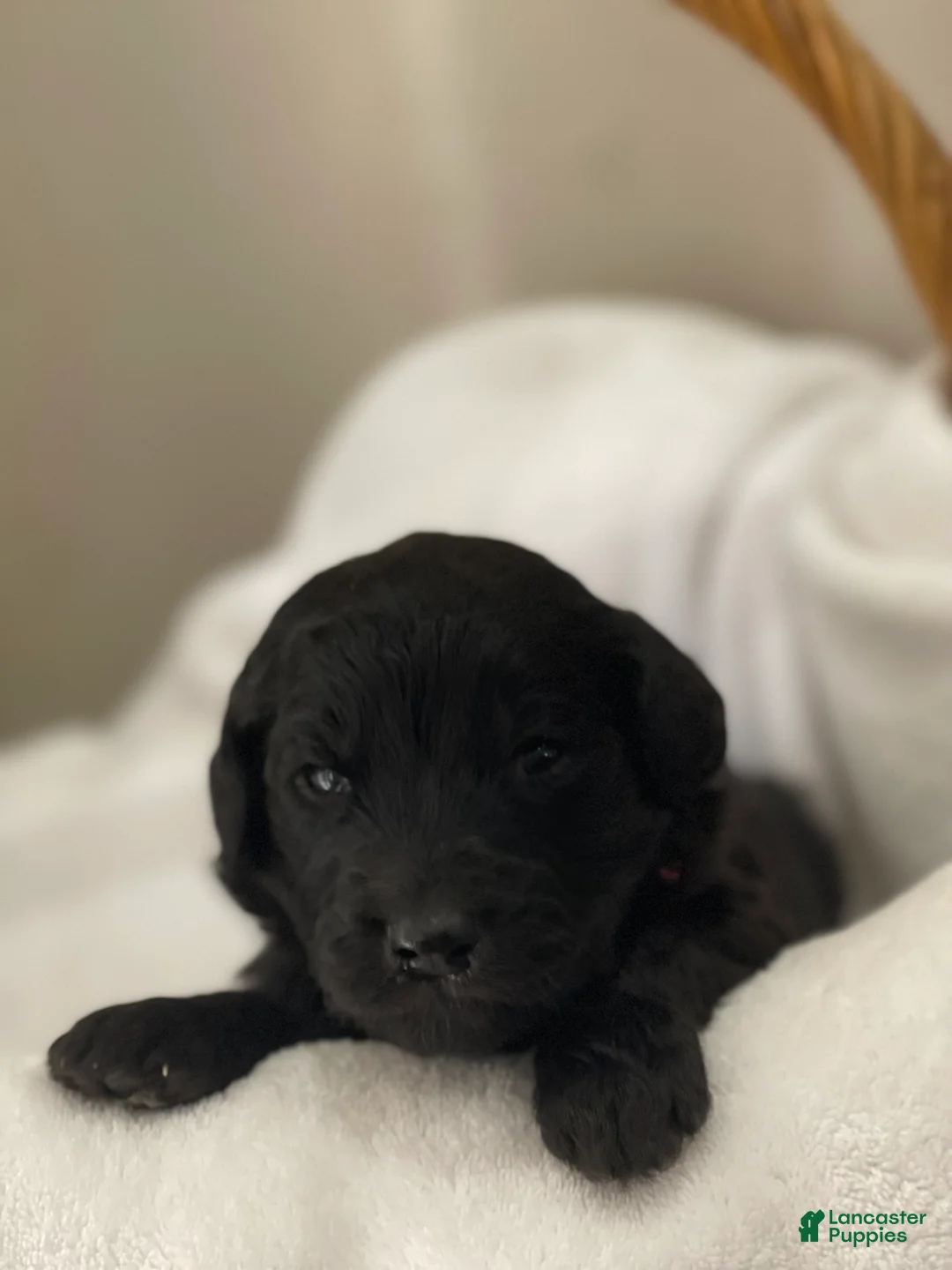 Goldendoodle dogs for sale:  Light Pink Collar Female - Ad 1