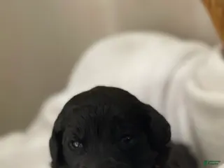 Goldendoodle dogs Light Pink Collar Female - Ad 10