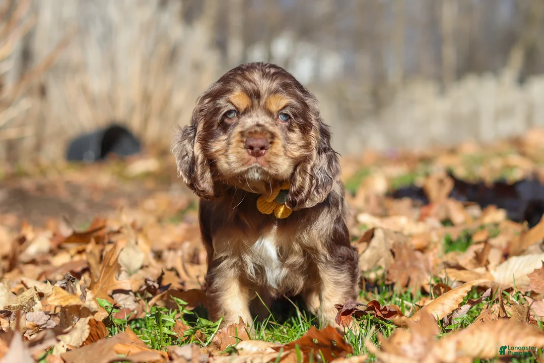 Cocker Spaniel dogs for sale: Finn - Ad 1