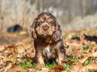 Cocker Spaniel dogs for sale: Finn - Ad 4