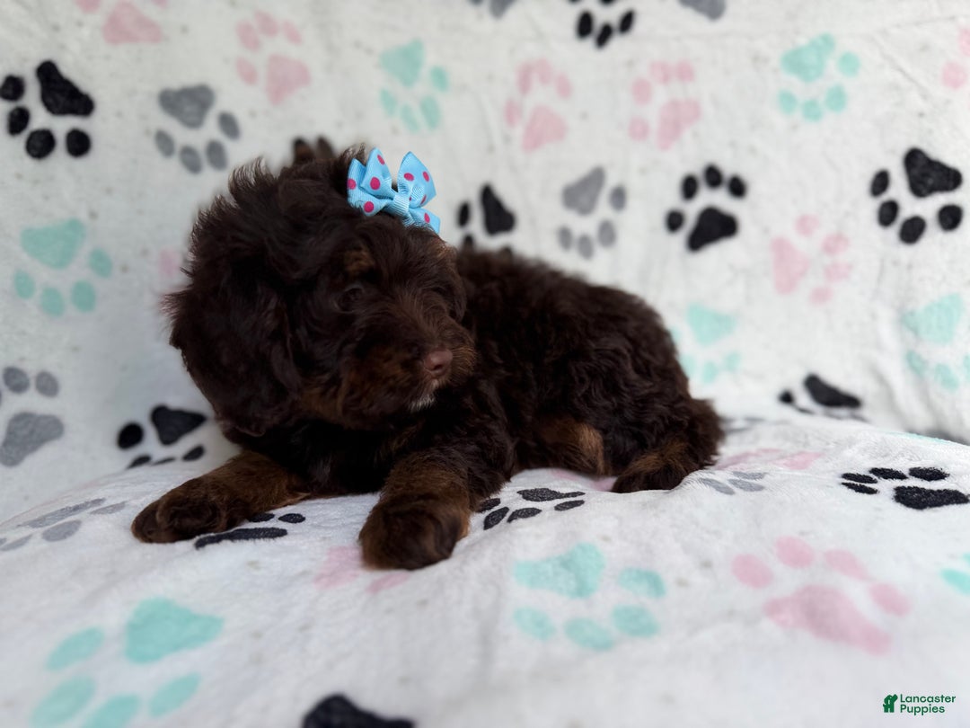 Cockapoo dogs for sale: Cocoa - Ad 7
