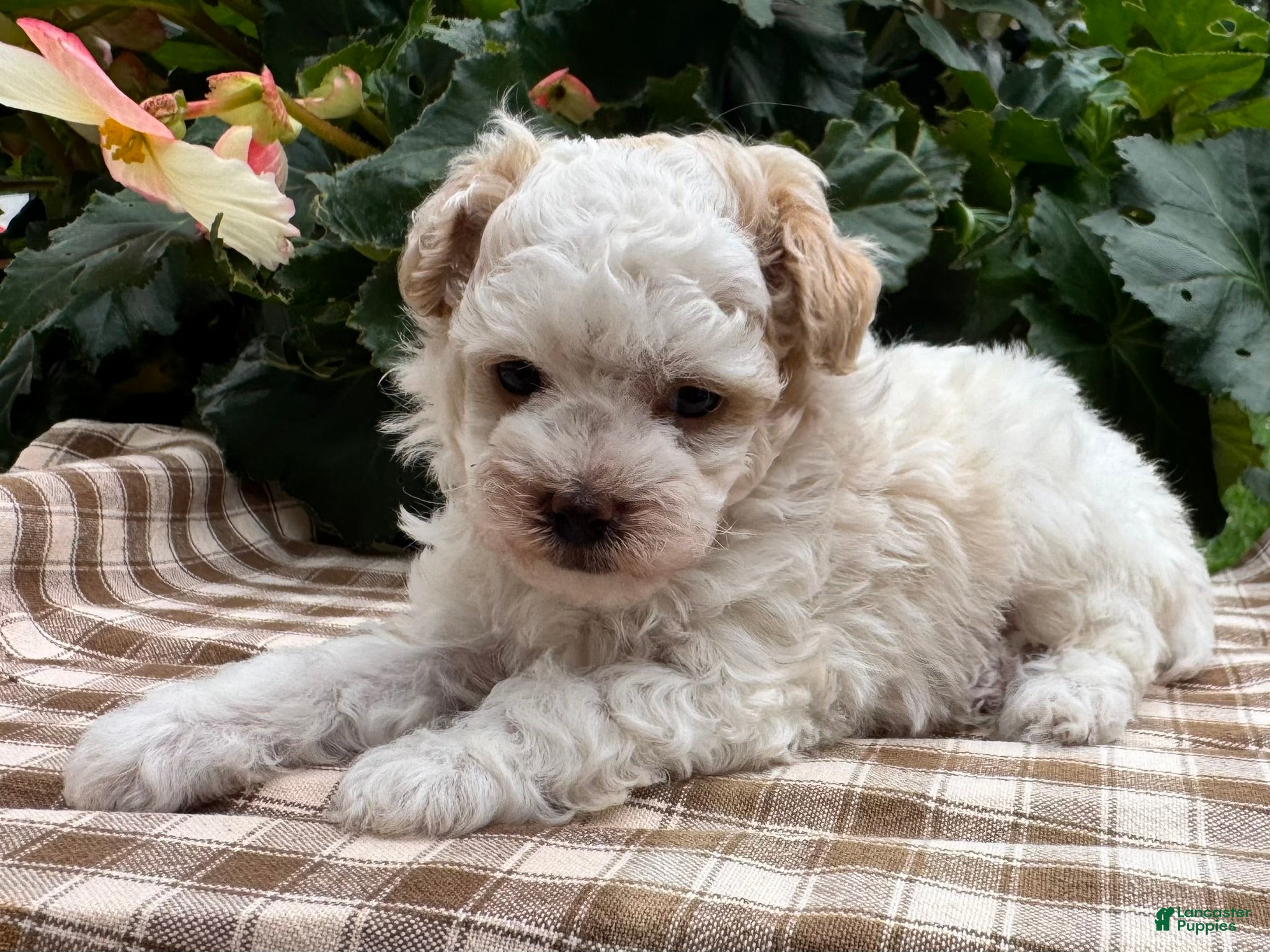 Miniature Poodle dogs Gage - Ad 1