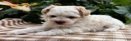 Miniature Poodle dogs for sale: Gage - Ad 1