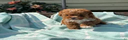 Toy Poodle dogs for sale: Peanut - Ad 7