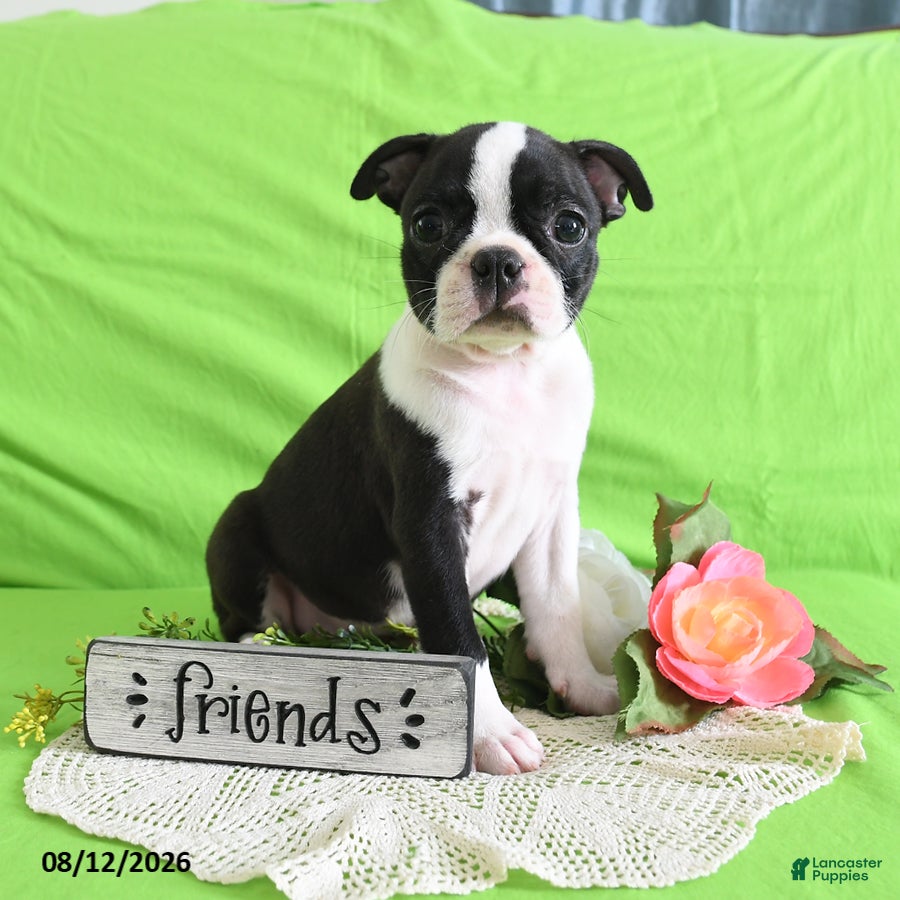 Boston Terrier dogs Zoe - Ad 1
