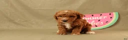 Miniature Poodle dogs for sale: Delilah - Ad 2