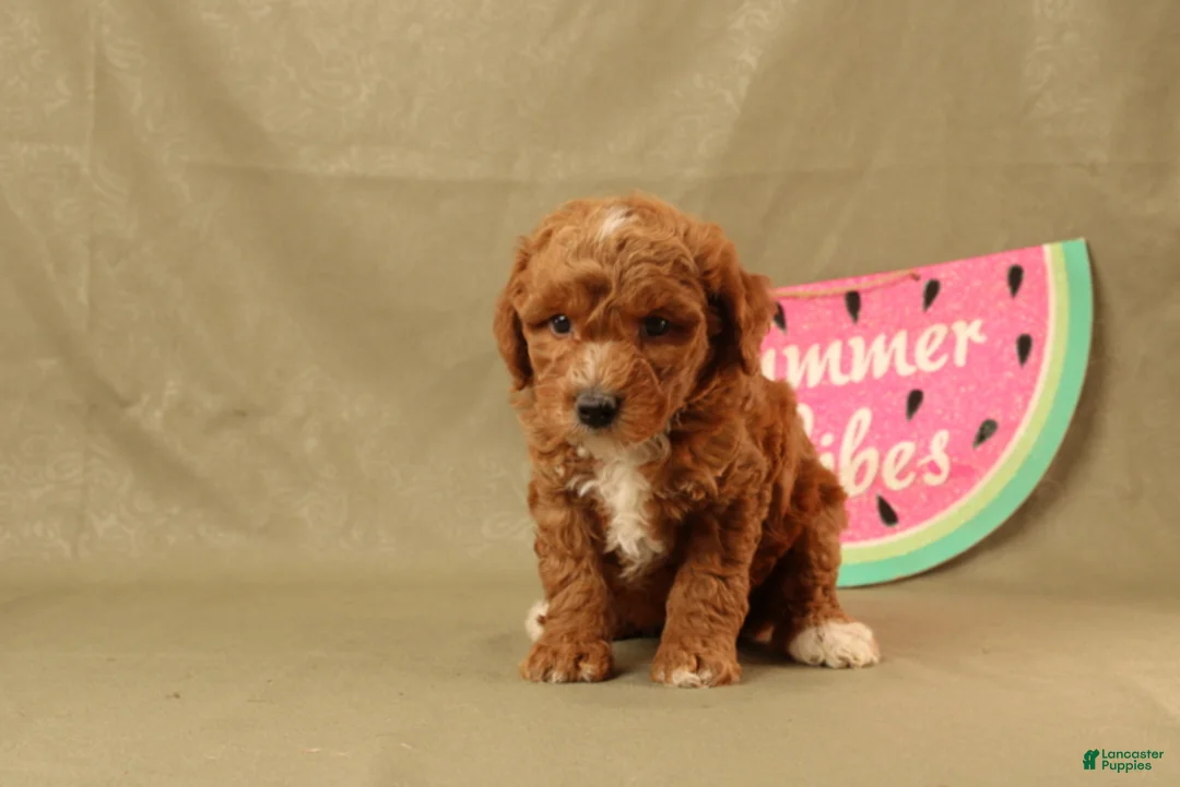 Miniature Poodle dogs for sale: Delilah - Ad 2