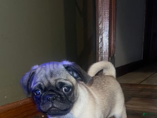 Pug dogs Vanilla - Ad 17