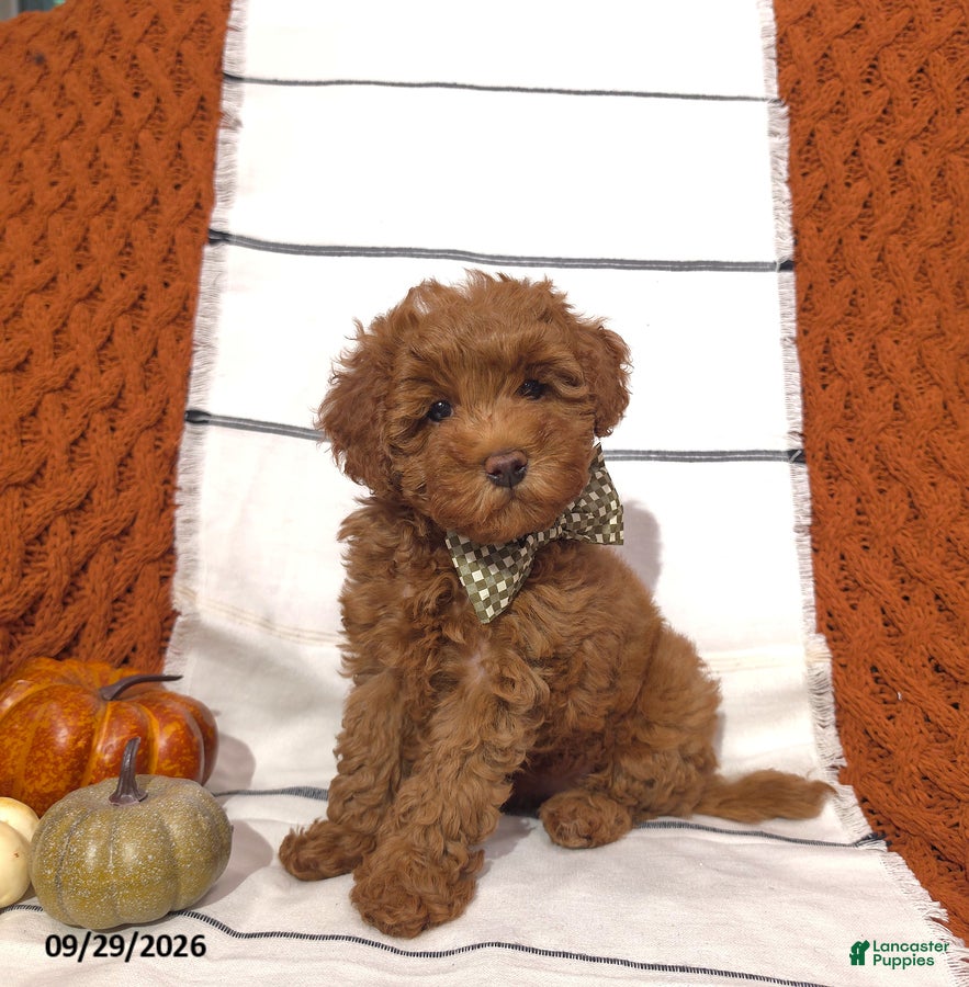 Mini Goldendoodle dogs Rory - Ad 1