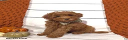 Mini Goldendoodle dogs for sale: Rory - Ad 1