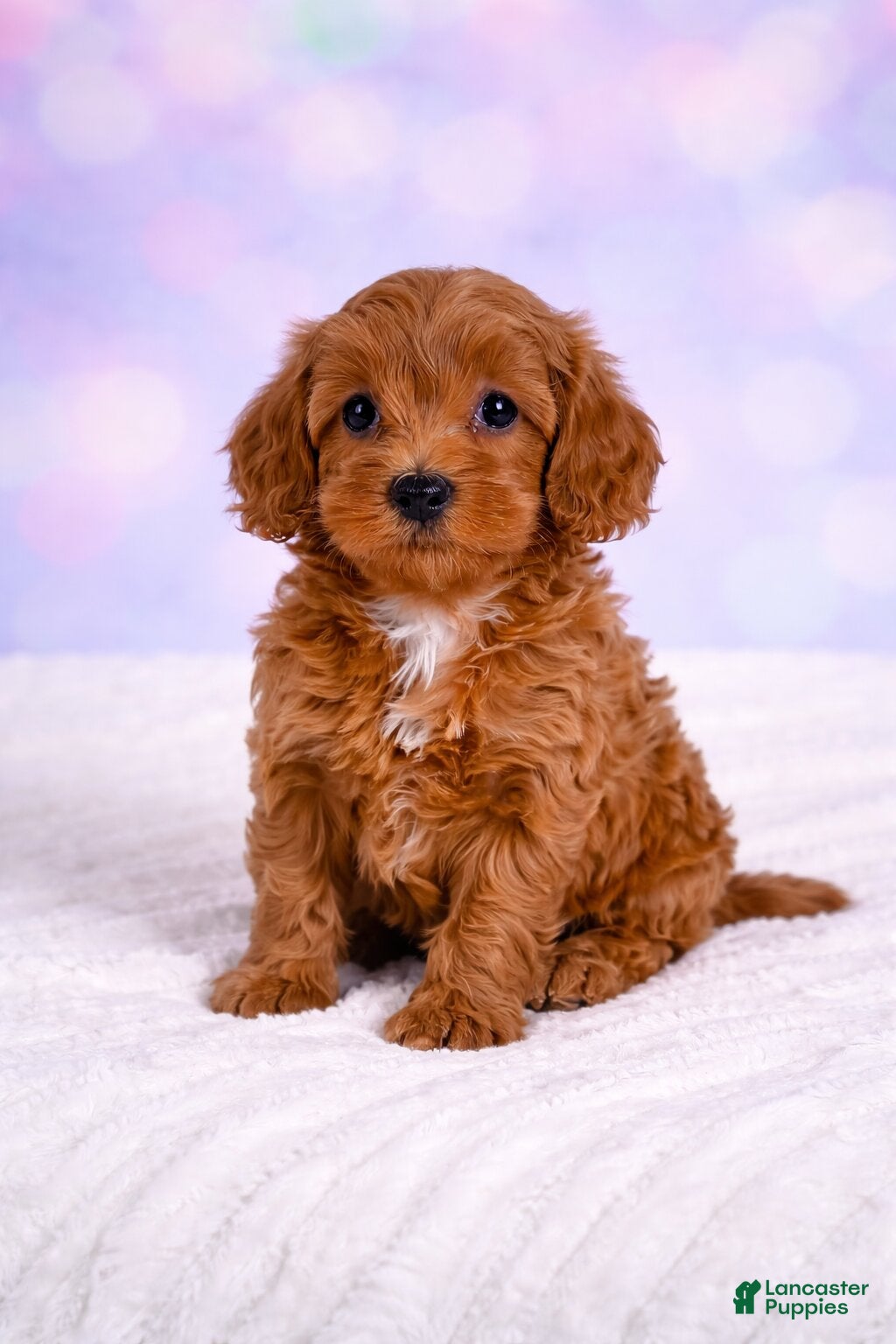 Cavapoo dogs Bailey - Ad 2