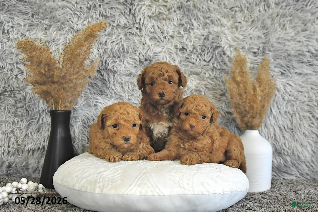 Toy Poodle dogs for sale: Mia  - Ad 5
