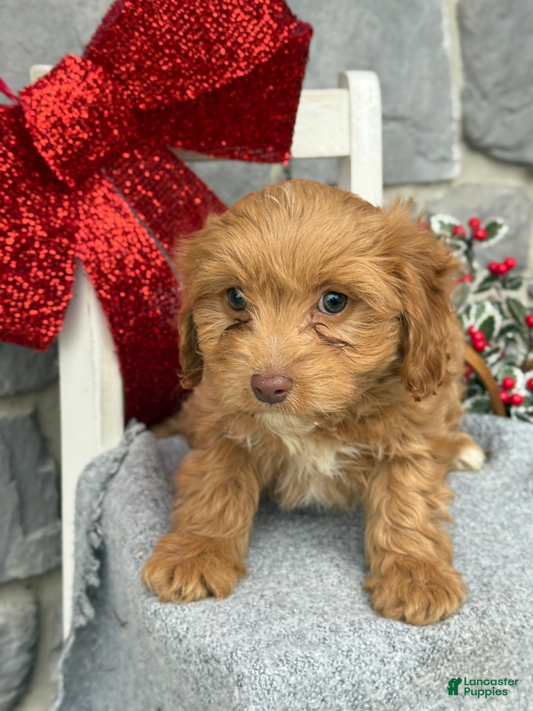Cavapoo dogs for sale: Alita - Ad 5