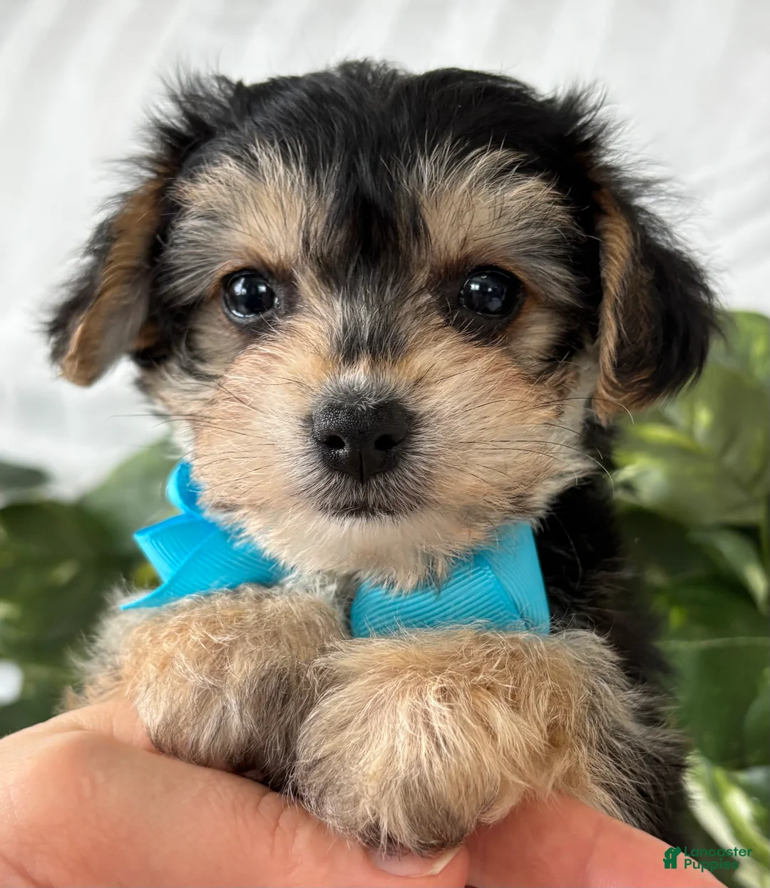 Morkie dogs for sale: Preston - Ad 4