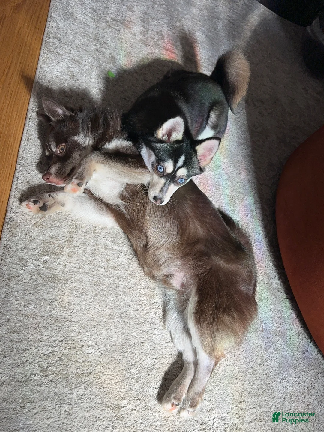 Pomsky dogs for sale: Pomsky 1 - Ad 5